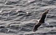 Great black-backed gull